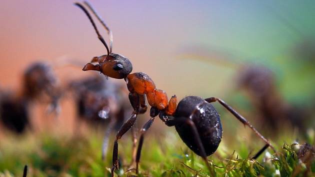 Mravenci začínají škodit na zahradách brzy na jaře