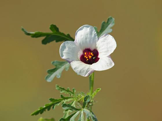 Ibišek trojdílný (Hibiscus trionum) u nás roste v přírodě vzácně.