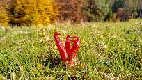 Květnatec Archerův (Clathrus archeri) roste nejen v lesích, ale i na loukách.