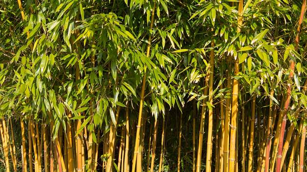 Udělejte si na zahradě živý plot z bambusu.