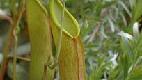 Láčkovka Nepenthes alata