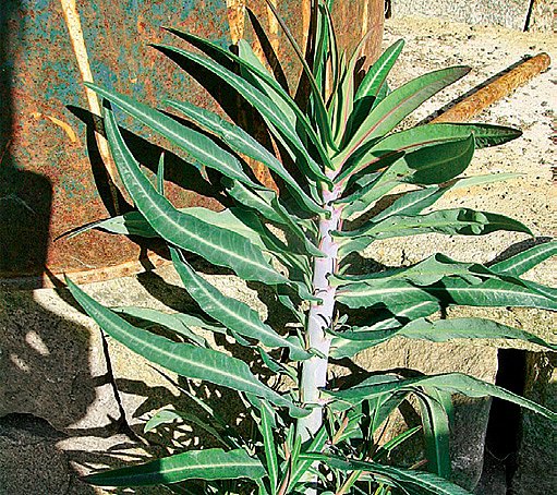 pryšec skočcový (Euphorbia lathyris)