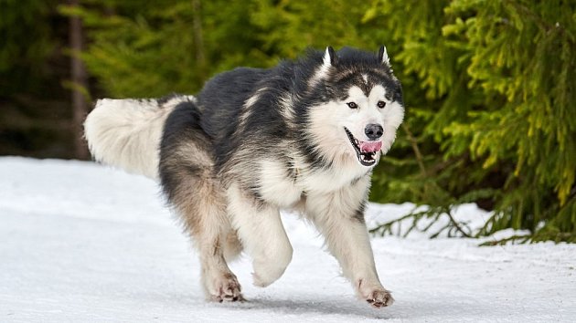 Aljašský malamut je velmi bystrý a učenlivý pes