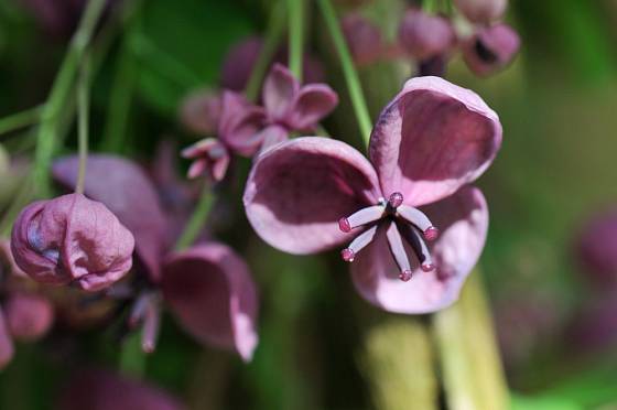 Květy popínavé rostliny akébie pětičetné (Akebia quinata)