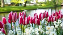 narcisy a tulipány