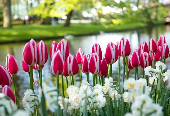 narcisy a tulipány