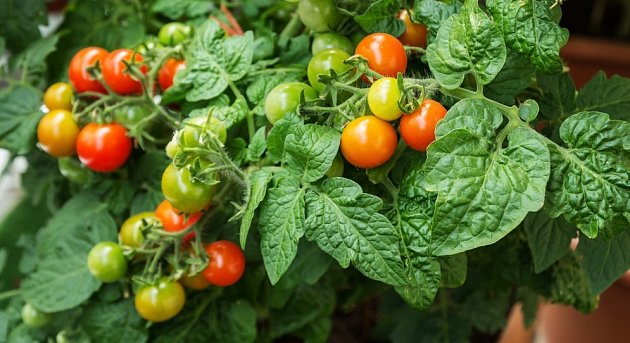 Keříčkové odrůdy rajčat jsou ideální pro pěstování v truhlících