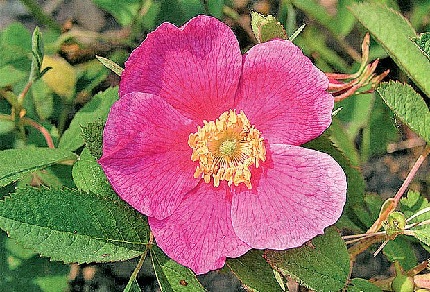 růže májová (Rosa majalis)