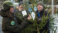 Vánoční stromky s certifikátem FSC z krkonošských lesů.