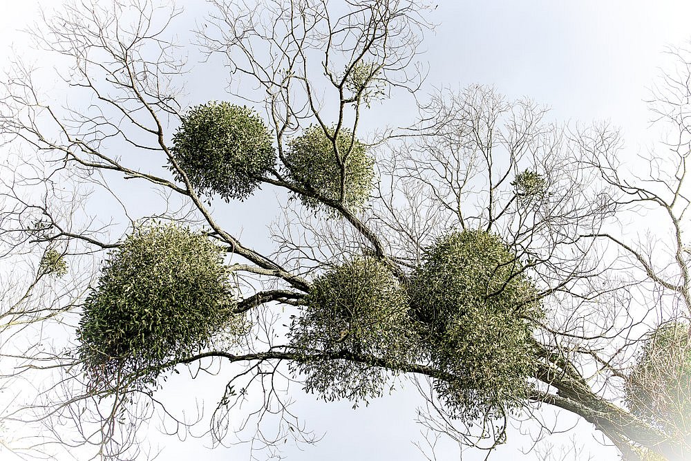 Rostliny paraziti, Stevia paraziti Parazit na stromech