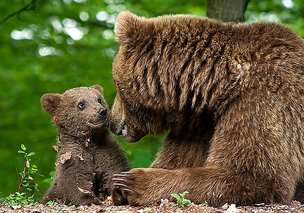 medvědice s medvídětem
