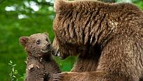 medvědice s medvídětem