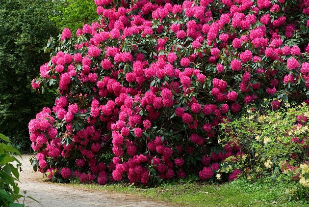 Rododendron prořezejte až na jaře.