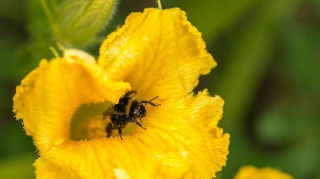 Nejlepším opylovačem jsou včely a čmeláci