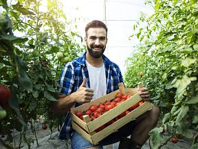 Zajistěte si skvělou úrodu rajčat kvalitním hnojením.