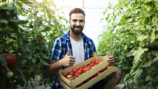 Zajistěte si skvělou úrodu rajčat kvalitním hnojením.