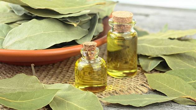 Proč naložit bobkový list do oleje?