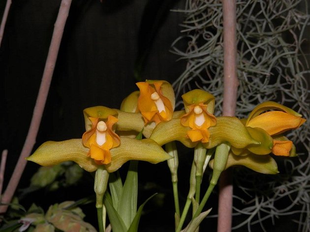 Lycaste consobrina – nádherná a voňavá orchidej z Mexika, Guatemaly a Nicaraguy 