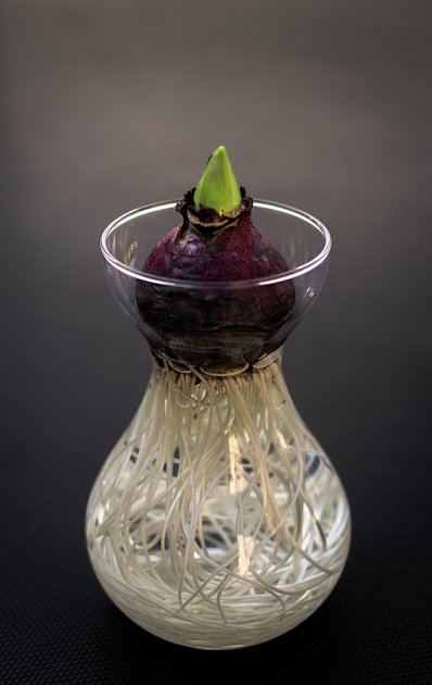 hyacint zakořenil ve sklenici pro rychlení