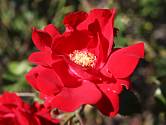 Sadová růže, odrůda Roter Korsar