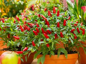 Jak pěstovat chilli papričky doma v květináči?
