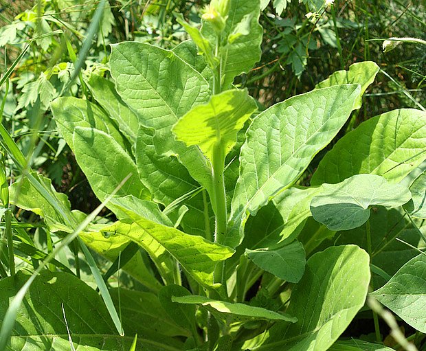 Tabák selský (Nicotiana rustica)