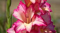 Gladiol - detail květu.