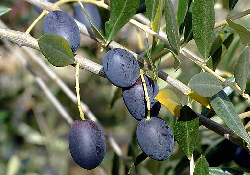 olivovník (Olea europaea)