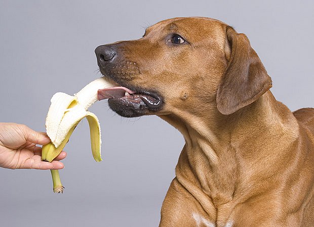 I psům prospívá ovoce. Každý si oblíbí jiné.