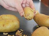 brambory klíčení