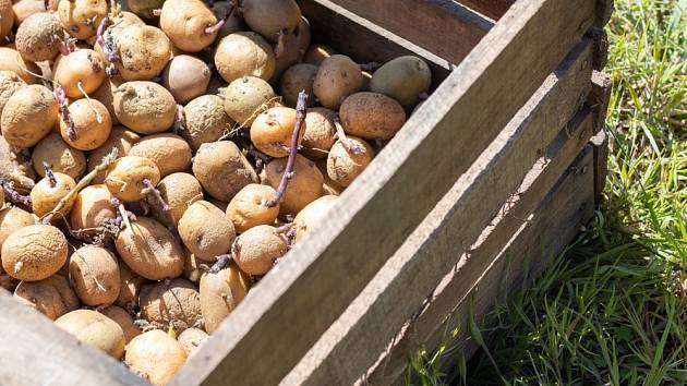 Proč nevyhazovat staré brambory na kompost?