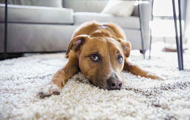 pes, koberec, byt