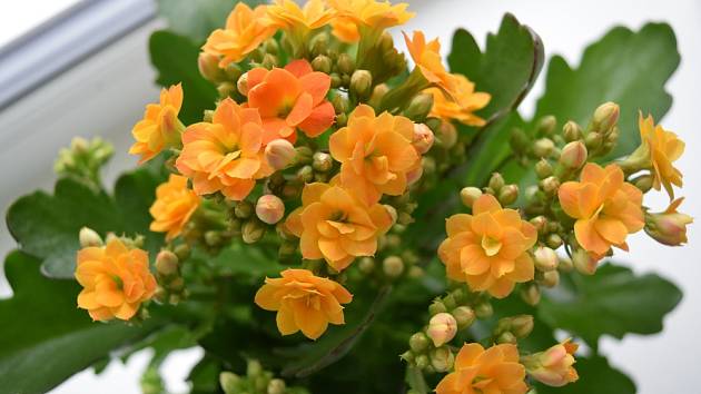 Kalanchoe patří k bohatě kvetoucím pokojovkám.