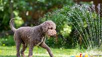 Letní sprška ze zavlažování může být příjemná i pro vašeho psa.