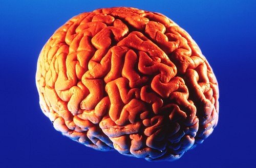 Lidský mozek (encephalon) je řídící a integrační orgán nervové soustavy člověka.