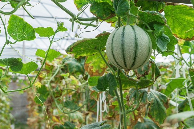 meloun, pěstování, skleník