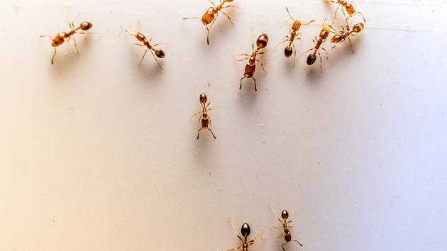 Mravenci jsou už schovaní, vyzbrojte se na příští sezónu bylinkami.