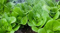 Rostoucí sazenice salátu pro podzimní sklizeň je nutné zalévat