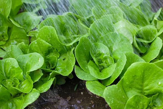 Rostoucí sazenice salátu pro podzimní sklizeň je nutné zalévat