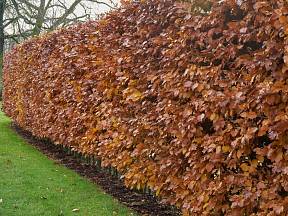 Živý plot z habru obecného, podzimní zbarvení.