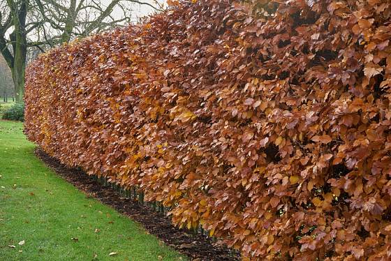 Živý plot z habru obecného, podzimní zbarvení.