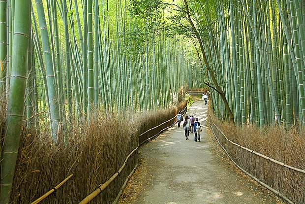 U nás nedorostou do výšek, jako bambusový les v Japonsku