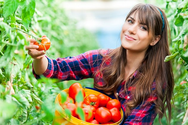 Pomidory są nie tylko pełne cennych składników odżywczych, w tym ważnego potasu, ale zawierają również ważny barwnik karotenoidowy likopen.