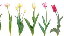 Nabídka tulipánů je velmi široká nejen v barvách, ale i tvarech květů.