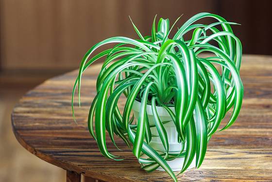 zelenec (Clorophytum) jej jednou z nějvděčnějších pokojových rostlin