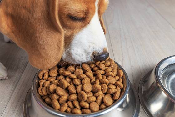 Některým psům musí být naordinována veterinární dieta.