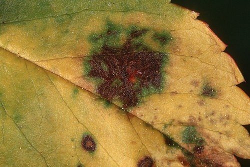 Na povrchu skvrn na vrchní straně listů je možné pozorovat velmi drobné, černé, puchýřkovité plodničky s výtrusy, které se po protržení rozšiřují do svého okolí.