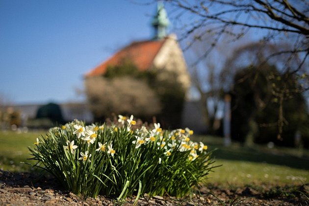 Trsy kvetoucích narcisů, v pozadí kostel sv. Kláry.