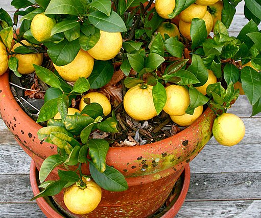 citronovník