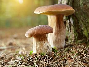 Kde v Česku teď rostou houby?